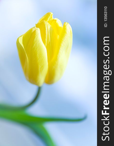 Close-up photo of yellow tulip in daylight