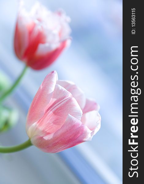 Close-up photo of pink tulips in daylight