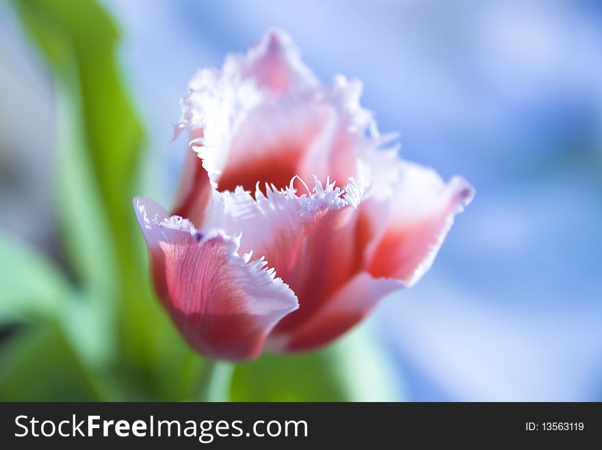 Photo of red tulip in daylight. Photo of red tulip in daylight