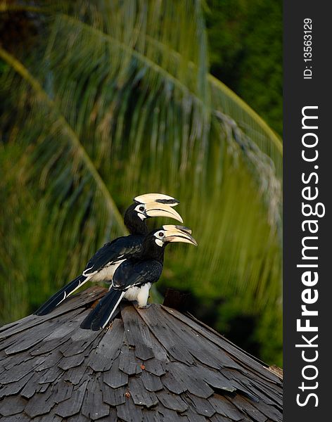 A pair of Hornbill perched on roof