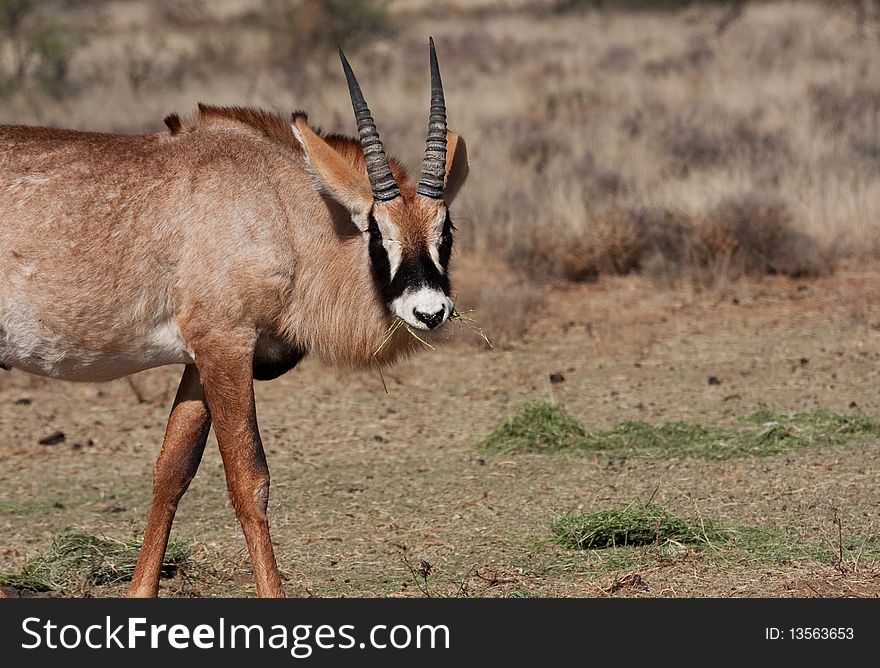 Roan Antelope Feeding
