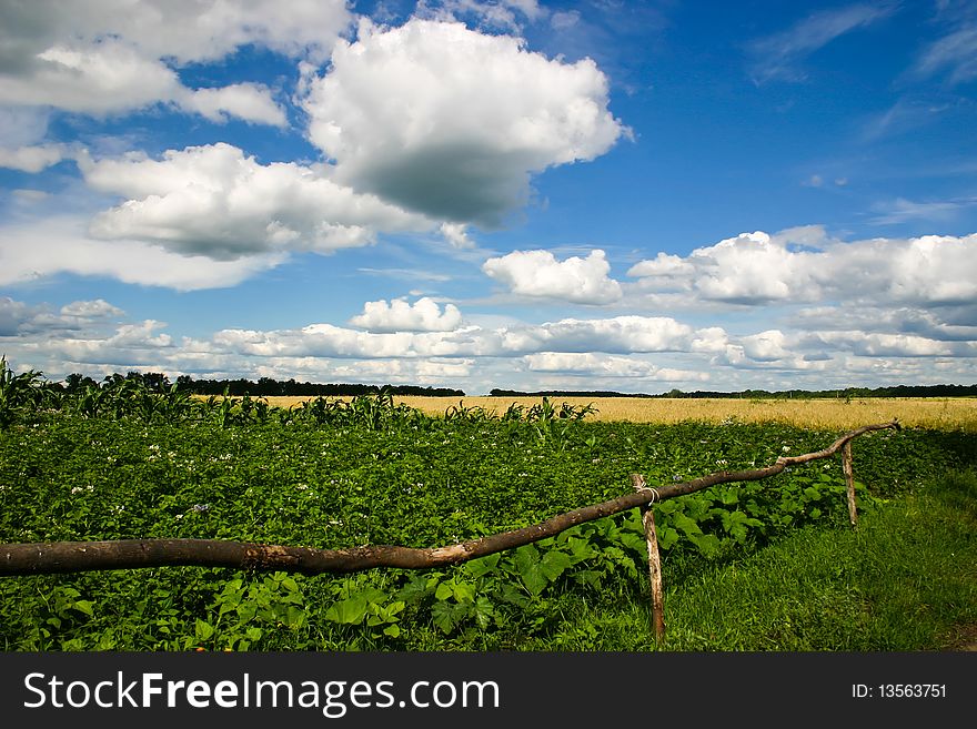 An image of a summer field and blue sky. An image of a summer field and blue sky