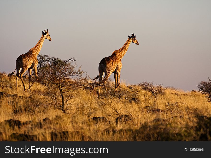 Two giraffes walking away into the african sunset