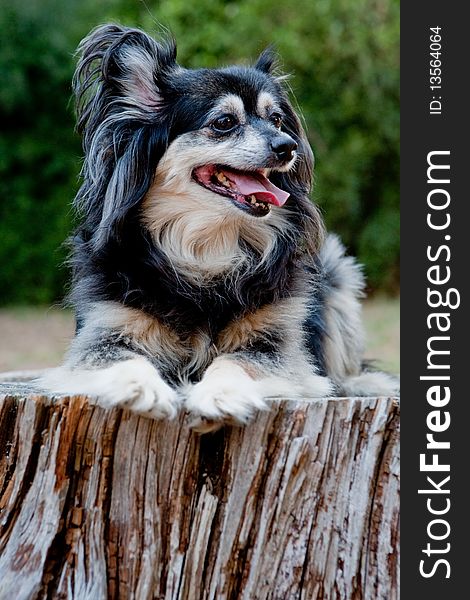 A mixed breed Toy Pom sitting on a log