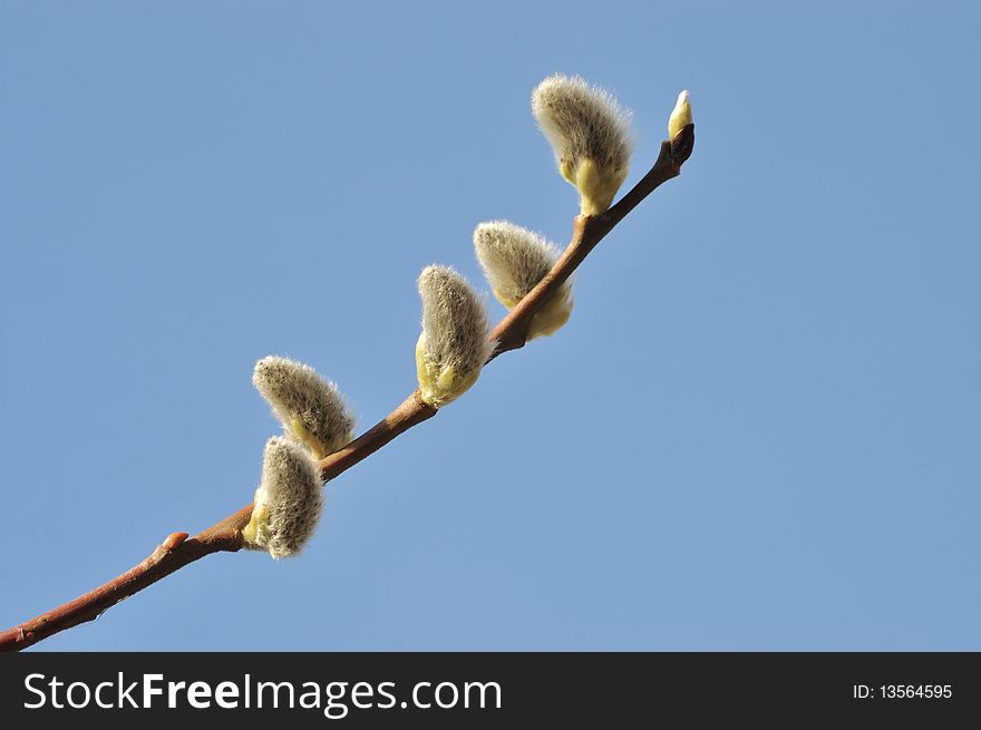 The most beautiful willow catkins against the blue sky