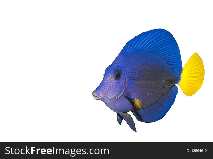 Purple Tang (Zebrasoma xanthurum) isolated on White. Purple Tang (Zebrasoma xanthurum) isolated on White