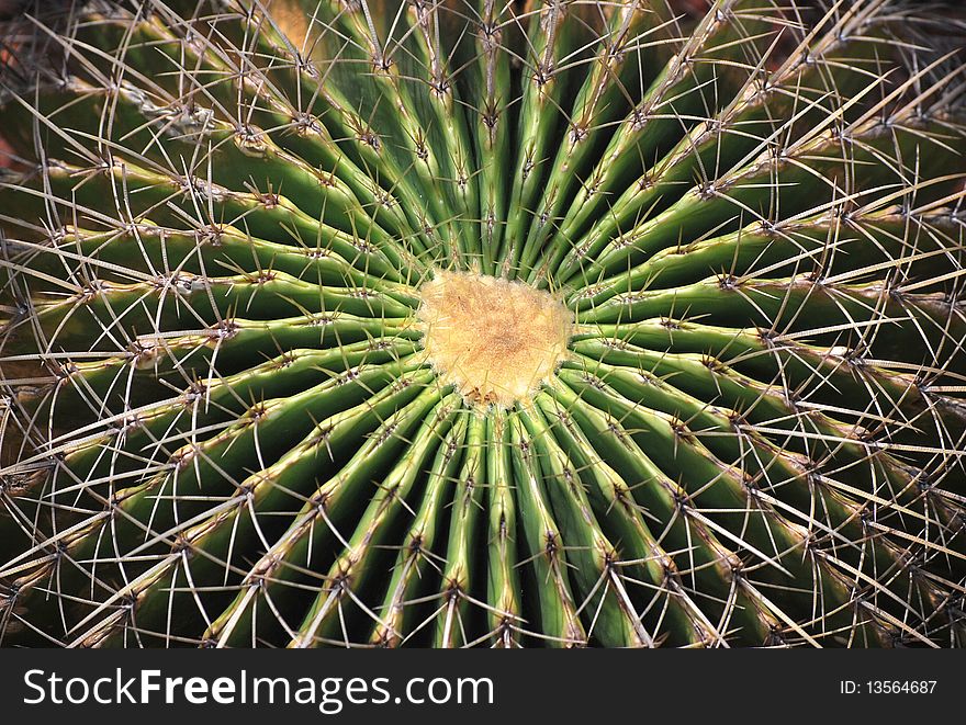 Radial pattern of a green cactus.