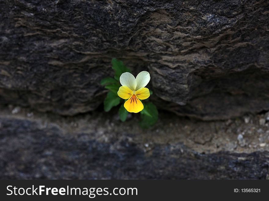 Viola flower growing in a chrack of a natural stone wall. Viola flower growing in a chrack of a natural stone wall