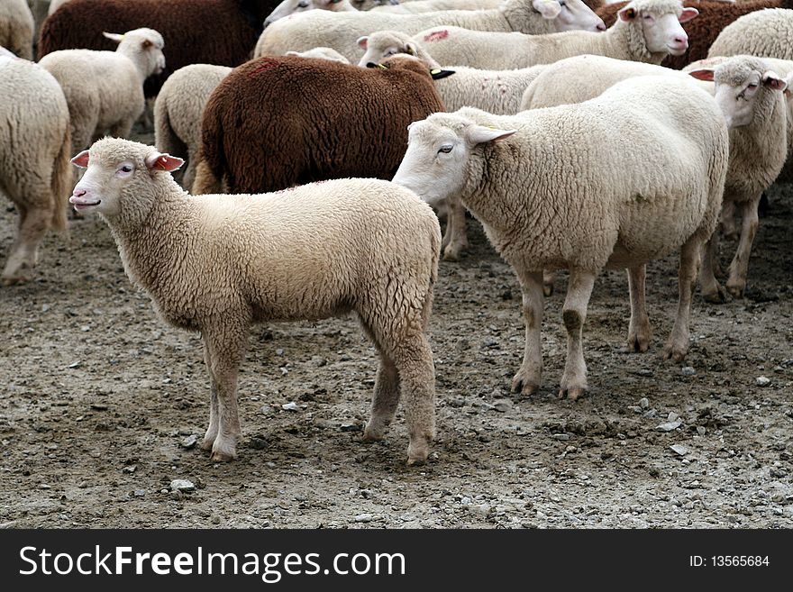 Many white and brown sheep bundled together. Many white and brown sheep bundled together