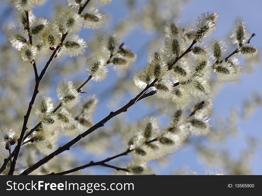 Few willow branches in spring blossom. Few willow branches in spring blossom