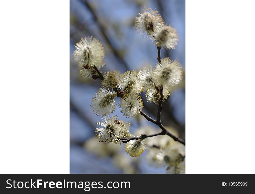 Willow branches in spring blossom. Willow branches in spring blossom