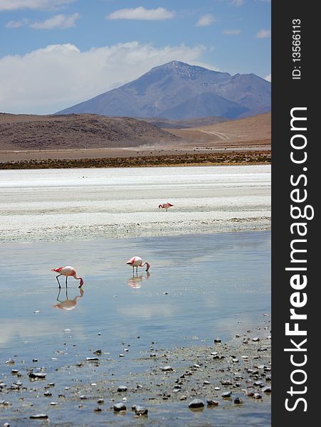 Salar lake