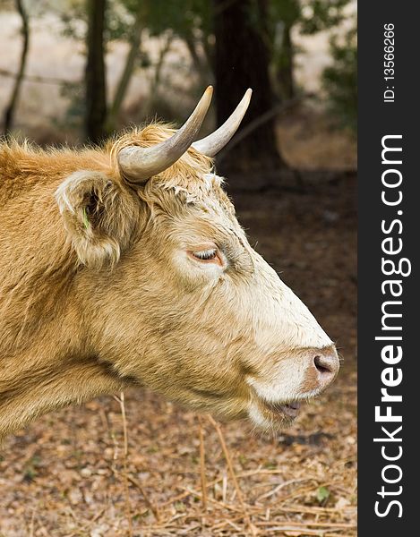 An image of a highland cow portrait.