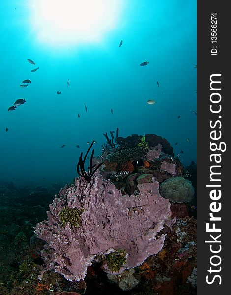 Purple soft coral at the bottom of Ambon Sea, Maluku, Indonesia