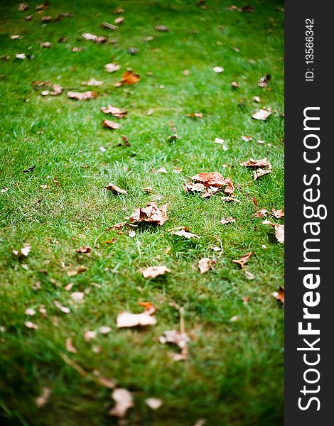 Autumn Leaves On Healty Dutch Grass