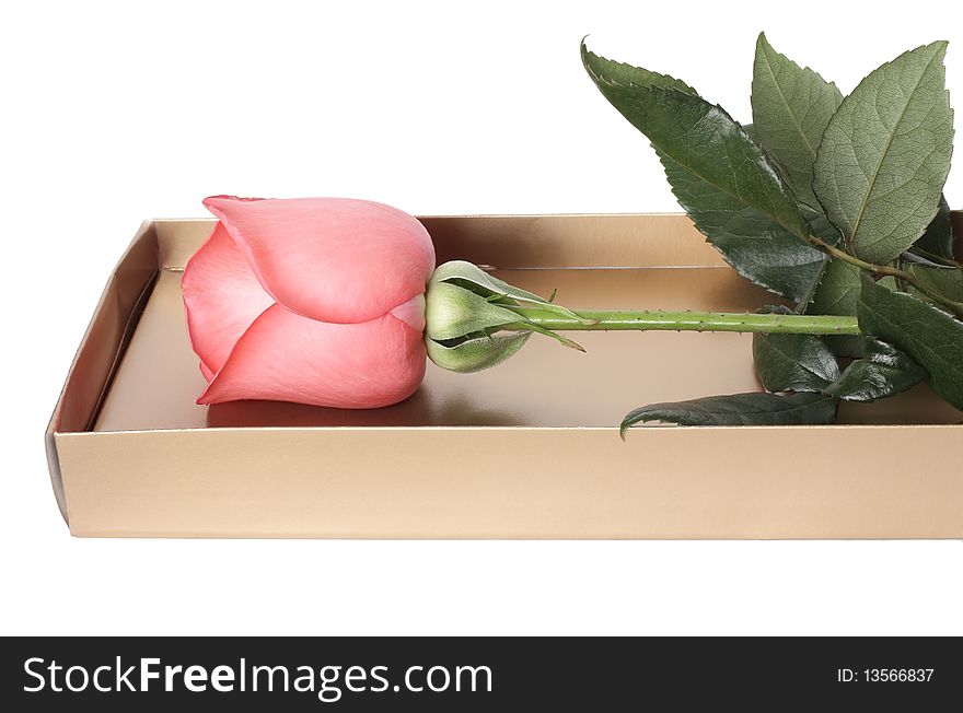 Pink roses in a box on a white background