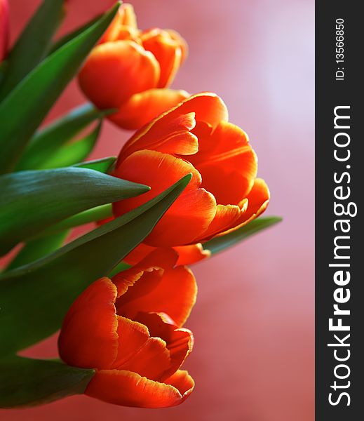 Close up of bright tulips on red background. Close up of bright tulips on red background