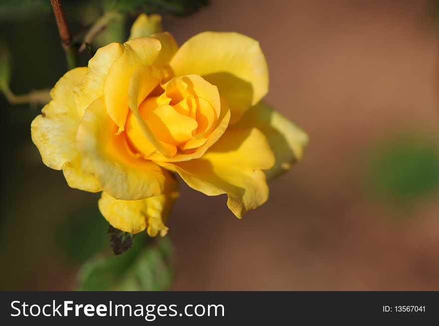 Yellow rose and green leaf.