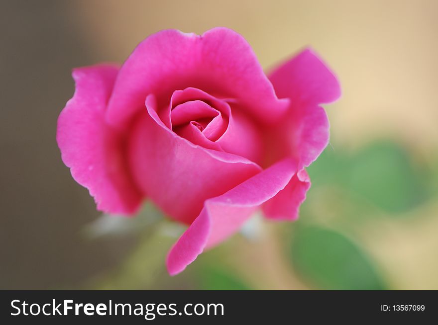 Pink rose and green leaf.