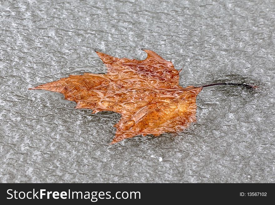 Winther shot of an leaf under frozen lake surface. Winther shot of an leaf under frozen lake surface