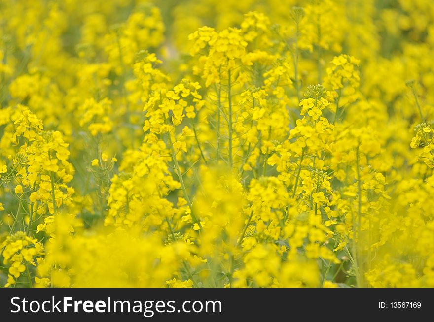 Scenery of blooming rapeseed or oil crop field. Scenery of blooming rapeseed or oil crop field