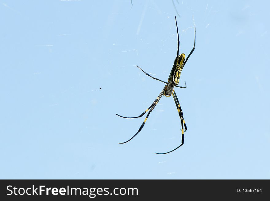 Close up the spider,on blue background