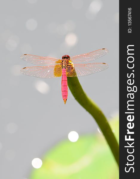 Red dragonfly on black backgroud.