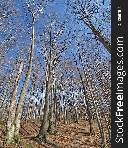 Beautiful forest on winter time, leafs on ground, waiting for spring, toll and big trees, very clean weather and blue sky