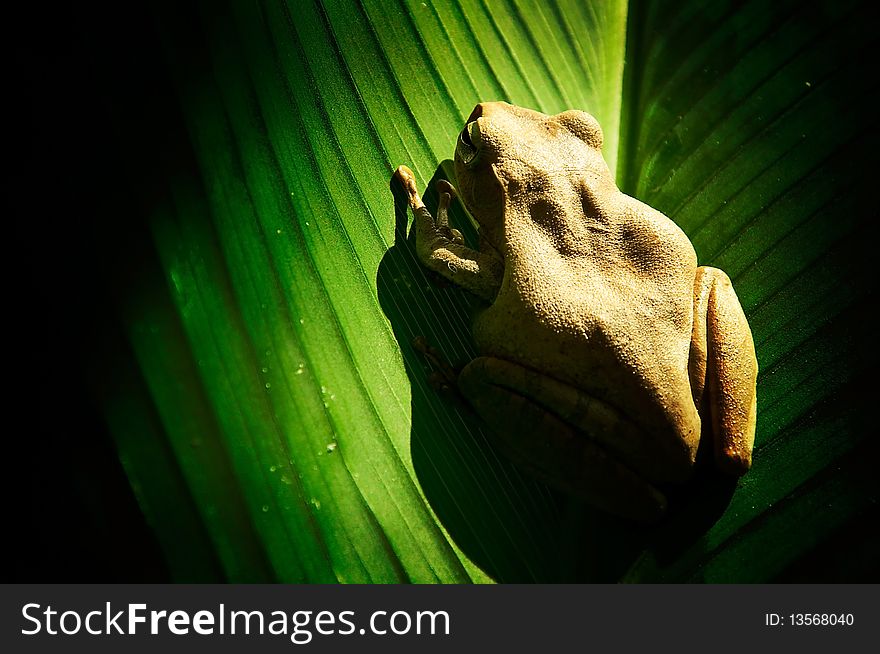 The little frog on green leaf. The little frog on green leaf