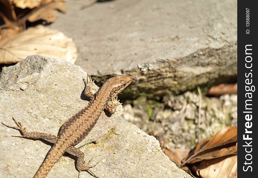 Very little lizard on rock came out for on a sun, sunbath in forest, warming, energised. Very little lizard on rock came out for on a sun, sunbath in forest, warming, energised