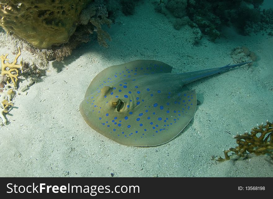 Blue Spotted Stingray on a reef in the Red Sea, Egypt