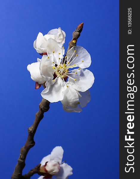 Flowers of apricot on a blue background. Flowers of apricot on a blue background.