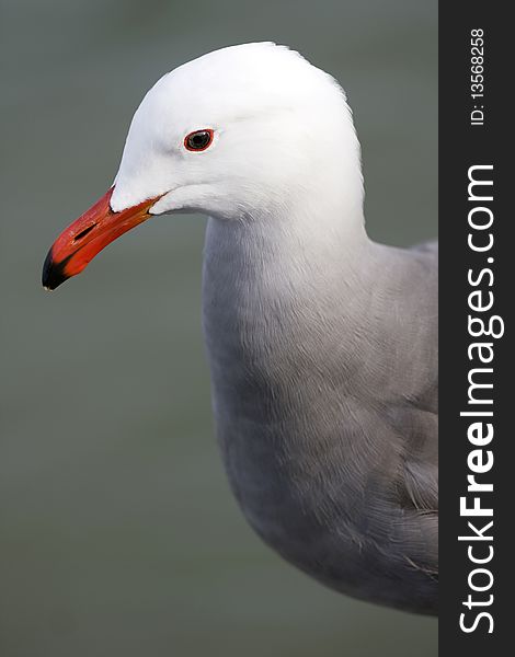 Seagull With Background Of The Sea