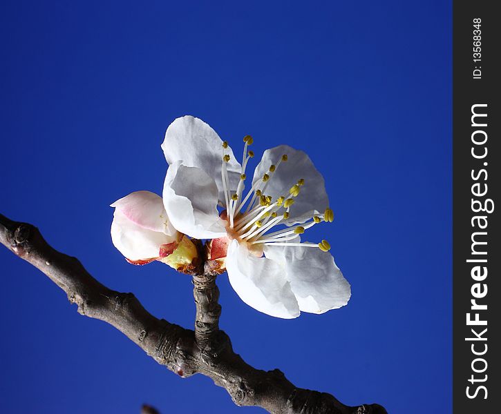 Apricot flowers features,on a blue background.