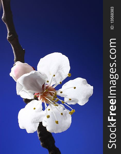 Flowers of apricot on a blue background in the backlight. Flowers of apricot on a blue background in the backlight.