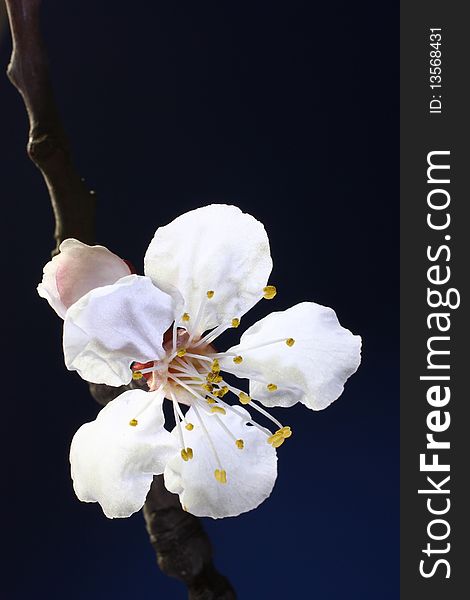 Flowers of apricot on a black
background.