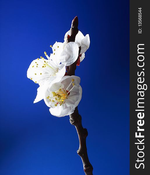 Flowers of apricot on a blue background. Flowers of apricot on a blue background.