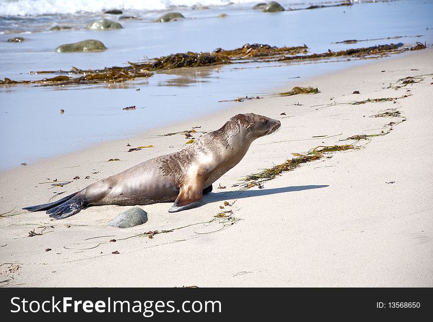 Seal seem to be tired and rested at the Malibu Beach. Seal seem to be tired and rested at the Malibu Beach