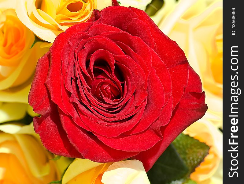 Red rose over yellow background