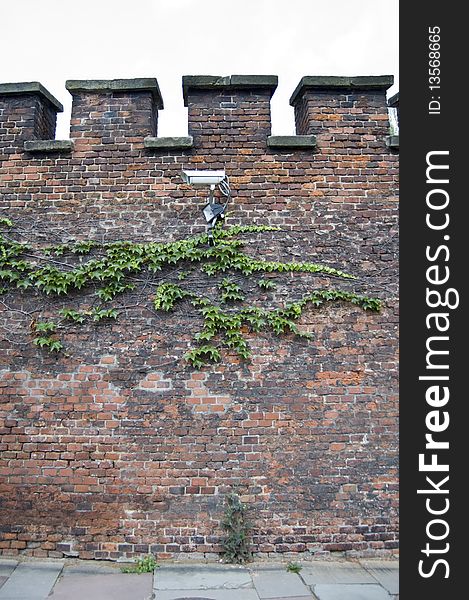 Ivy And Camera On Red Bricked Wall.