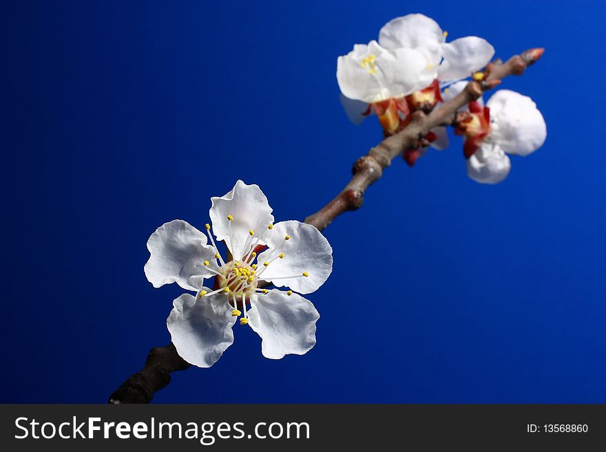 Flowers of apricot on a blue background.