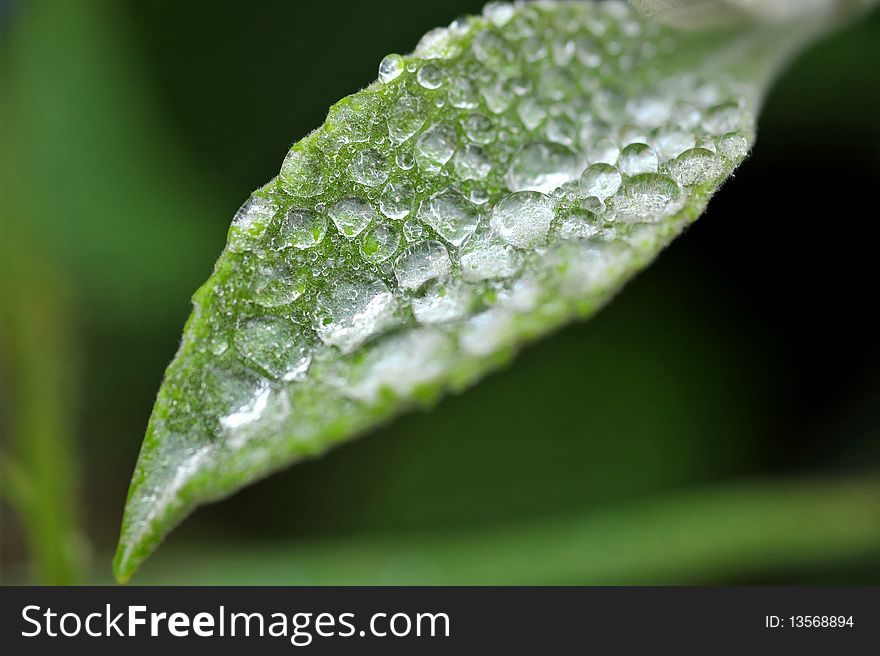 Macro shot on green leaf that with water drops. Macro shot on green leaf that with water drops.