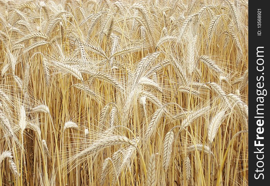 Part of a field of wheat. Part of a field of wheat