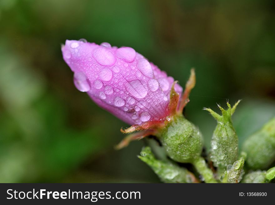 Macro Flower Water Drop