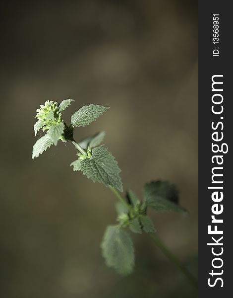 Nettle in natural surrounding standing narrow dof