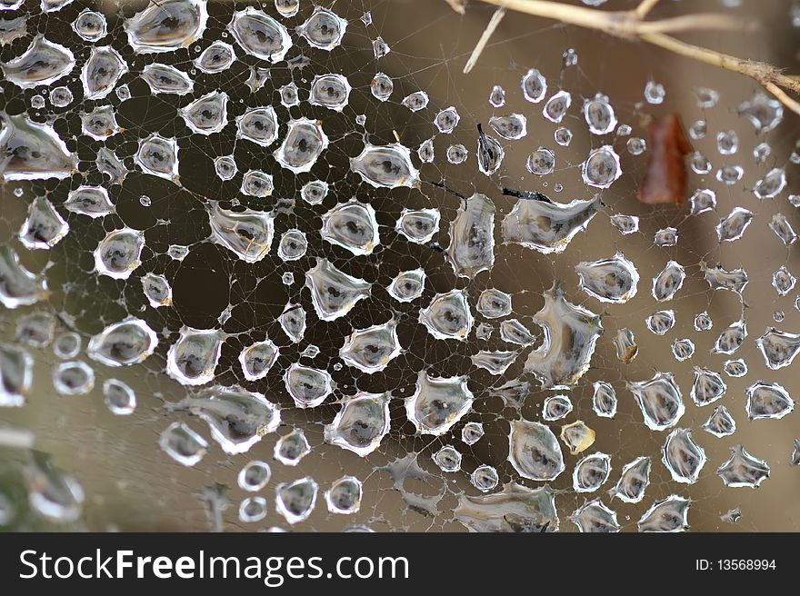 Water drops at spider net