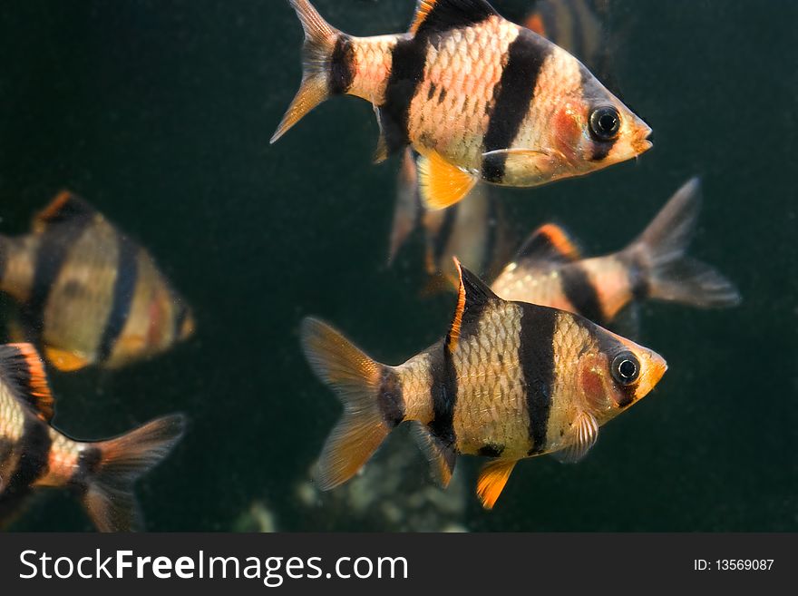 Colored beautiful aquarium fish underwater