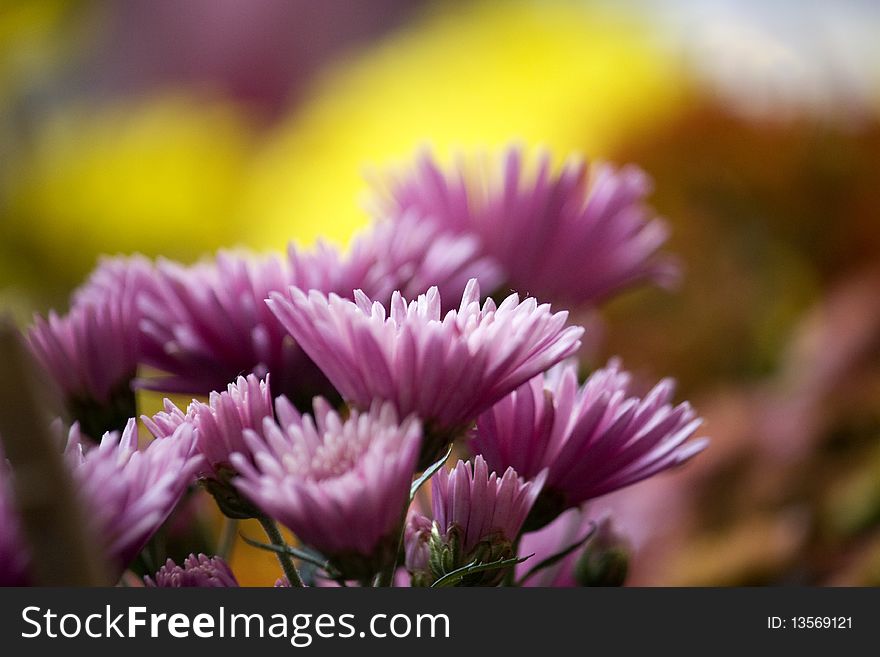 Purple chrysanthemums blossoming in a garden