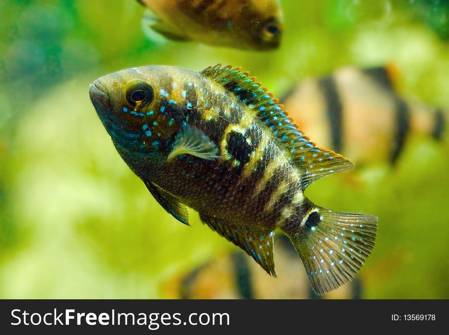 Black beautiful aquarium fish underwater. Black beautiful aquarium fish underwater