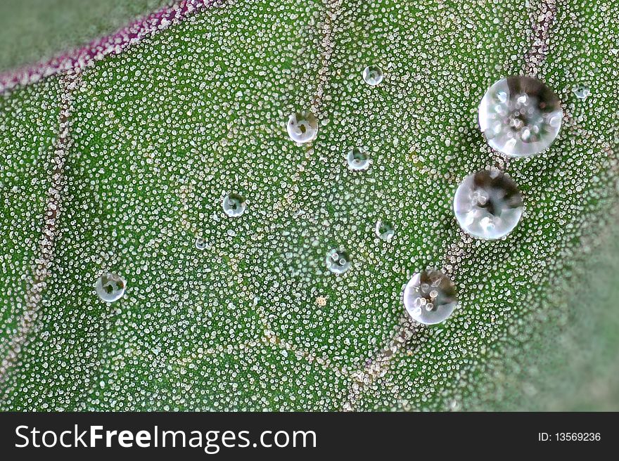 Macro shot on green leaf that with water drops. Macro shot on green leaf that with water drops.